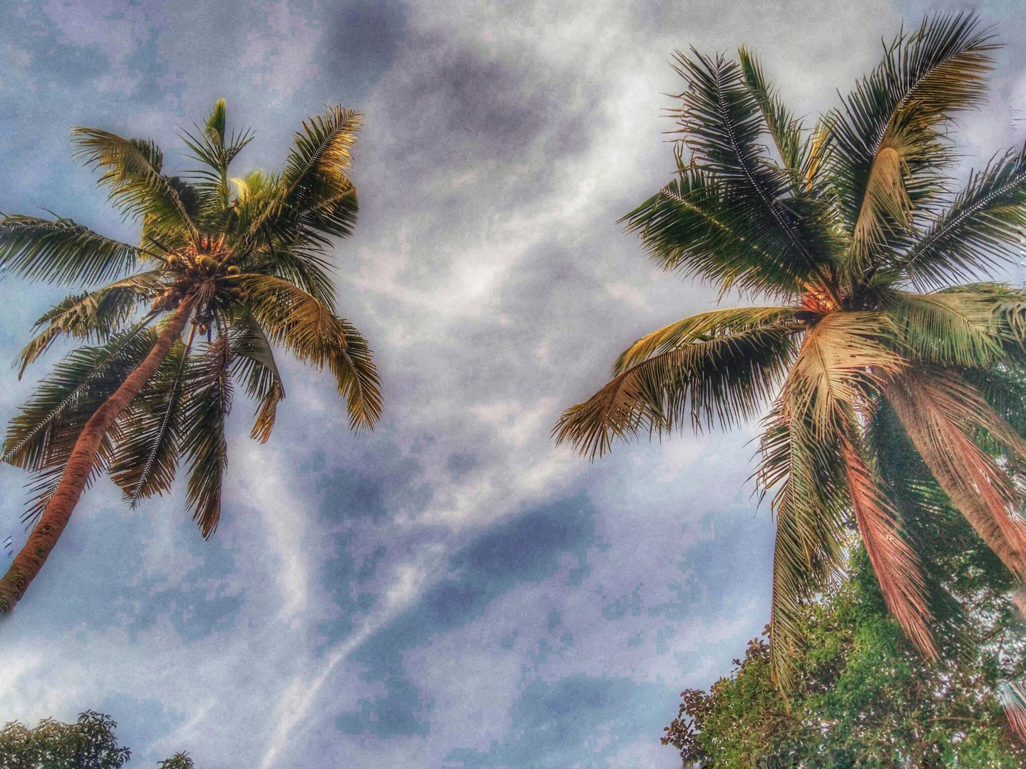 Розмноження рослин живцями у воді